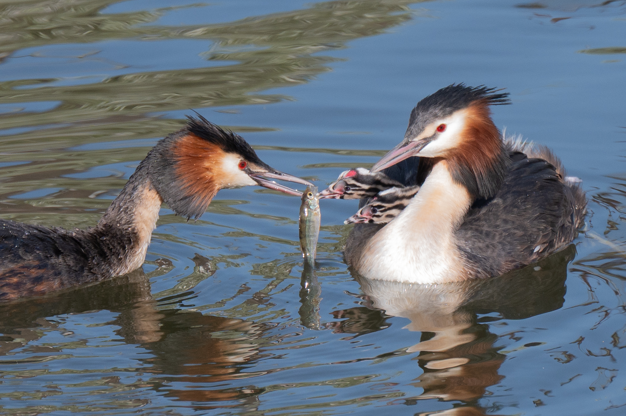great-crested-grebe-1