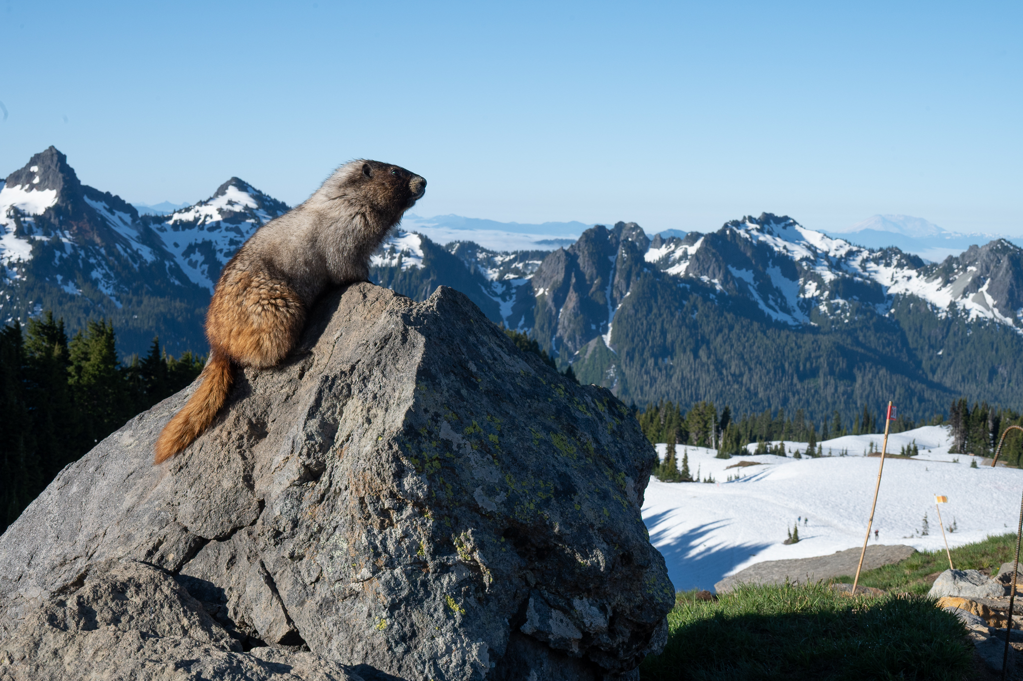 hoary-marmot-1
